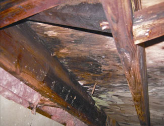 mold and rot in a Idaho Falls crawl space